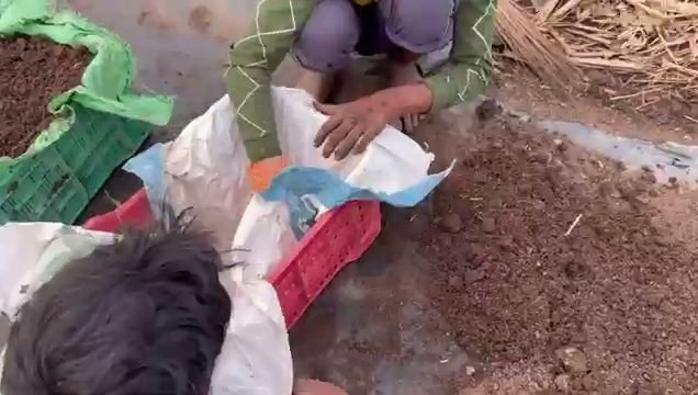Eisenia fetida earthworms in finished vermicompost